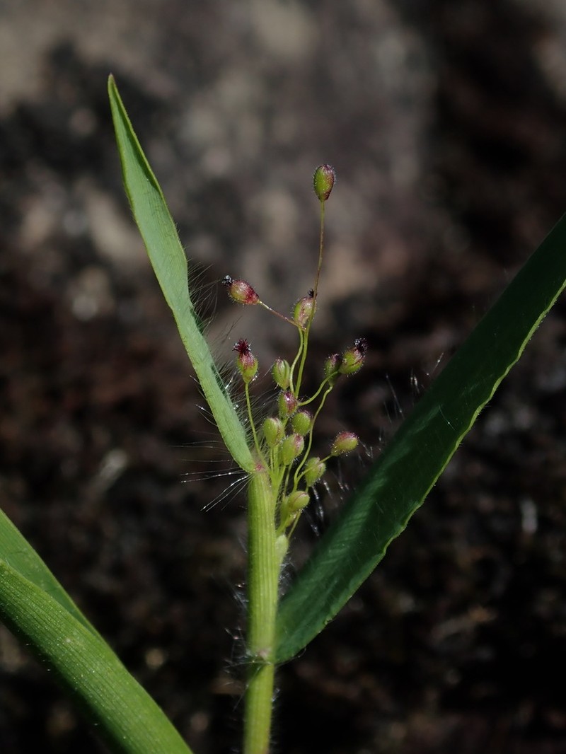 Tapered Rosette Grass photo 7