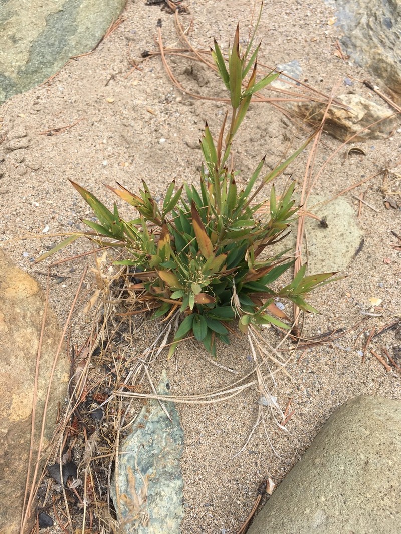 Tapered Rosette Grass photo 8