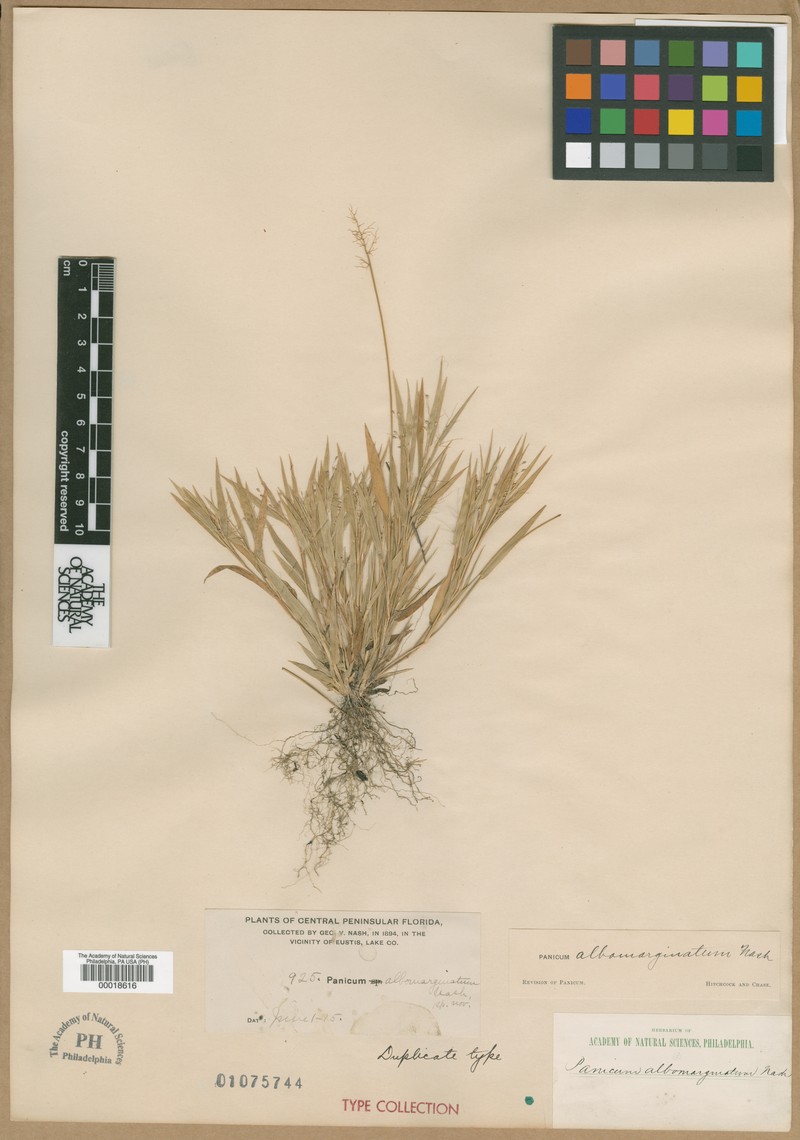 Dichanthelium albomarginatum