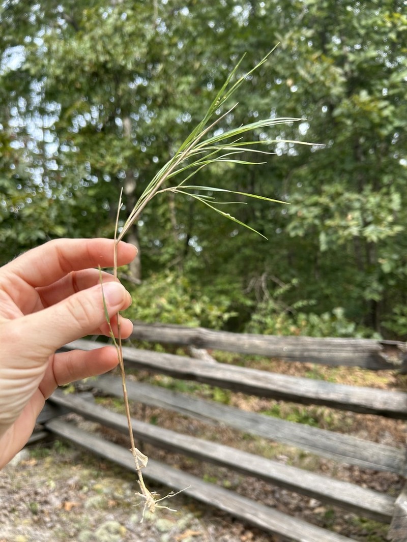 Dichanthelium angustifolium