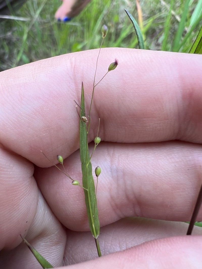 Dichanthelium angustifolium photo 2