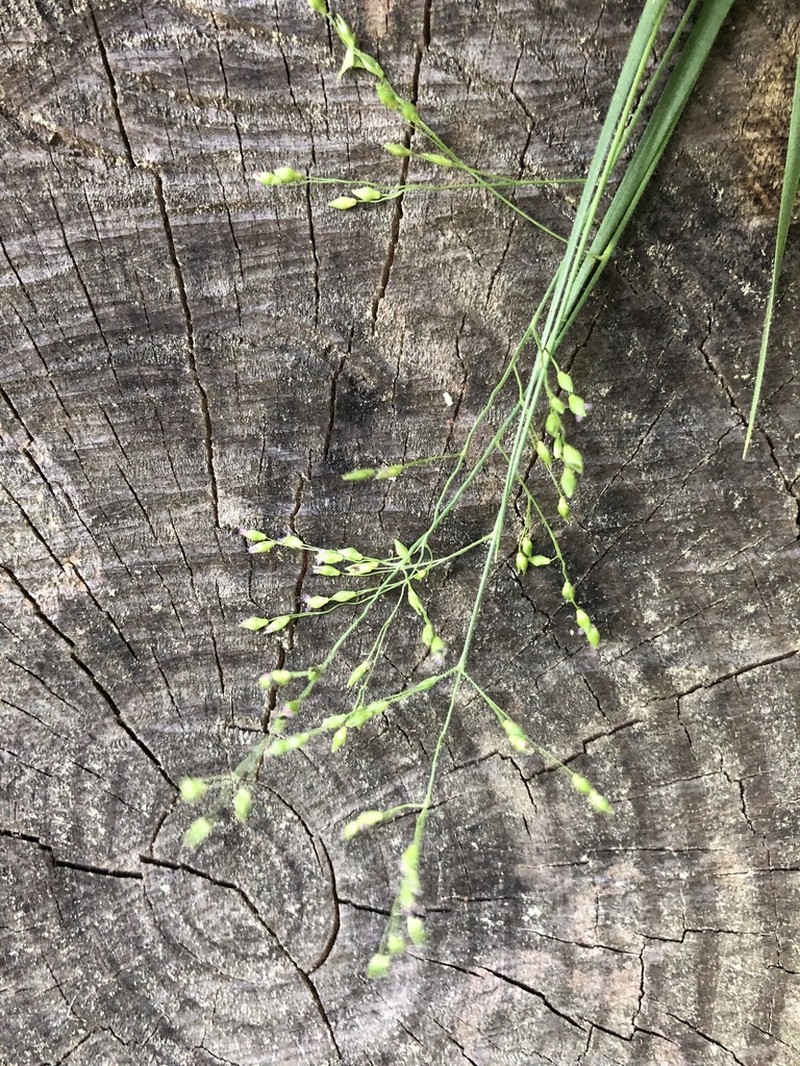 Dichanthelium angustifolium photo 3