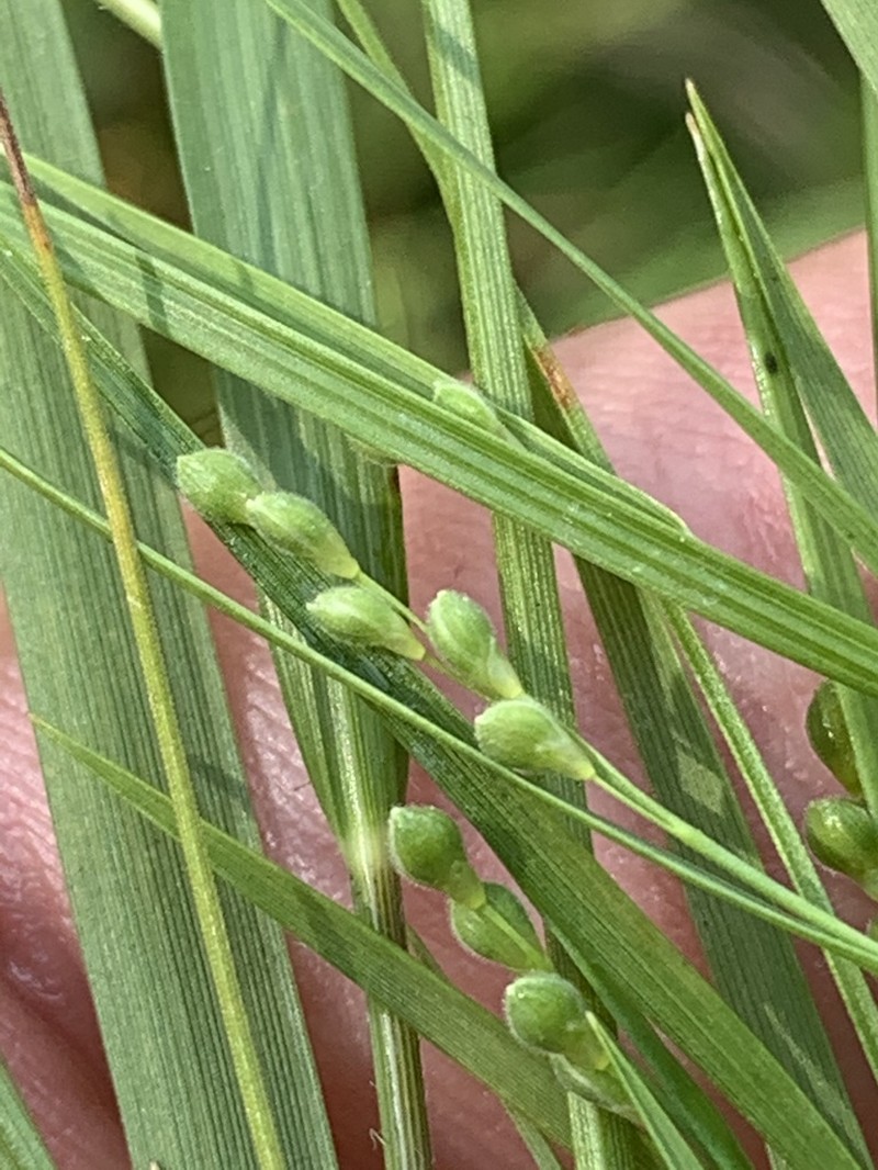 Dichanthelium angustifolium photo 4