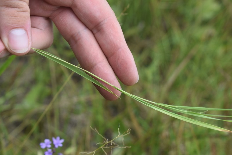 Dichanthelium angustifolium photo 5