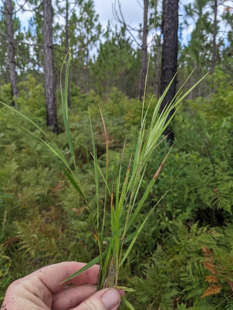 Dichanthelium angustifolium photo 6