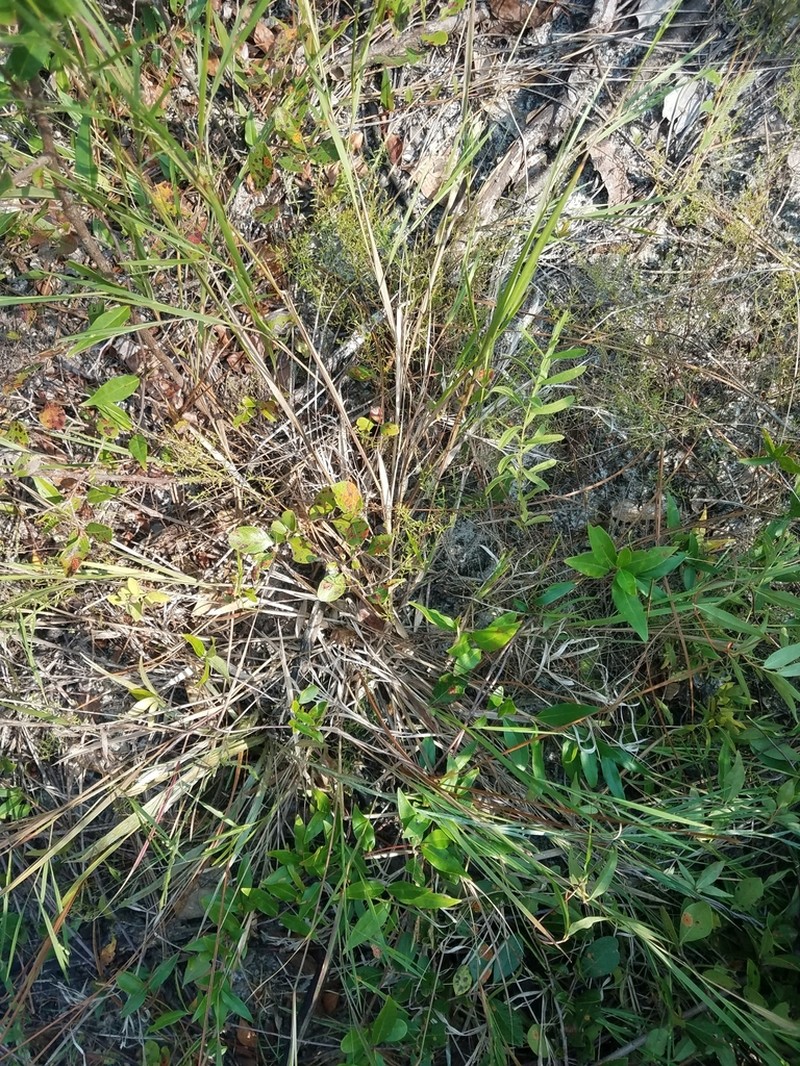 Dichanthelium angustifolium photo 7