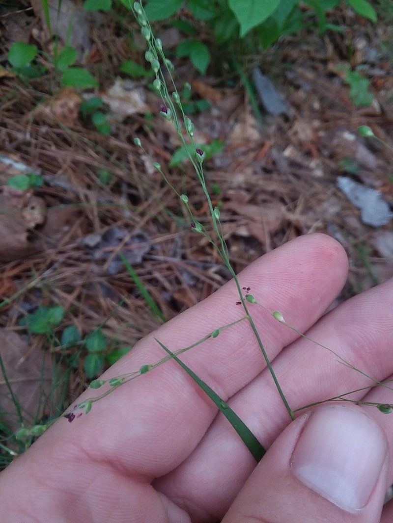 Dichanthelium angustifolium photo 8