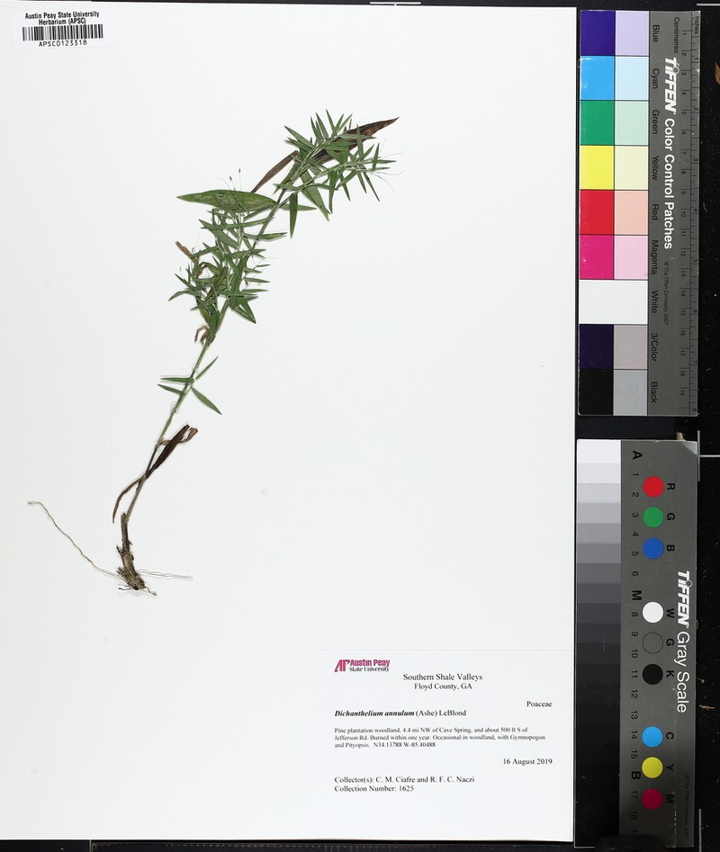 Dichanthelium annulum