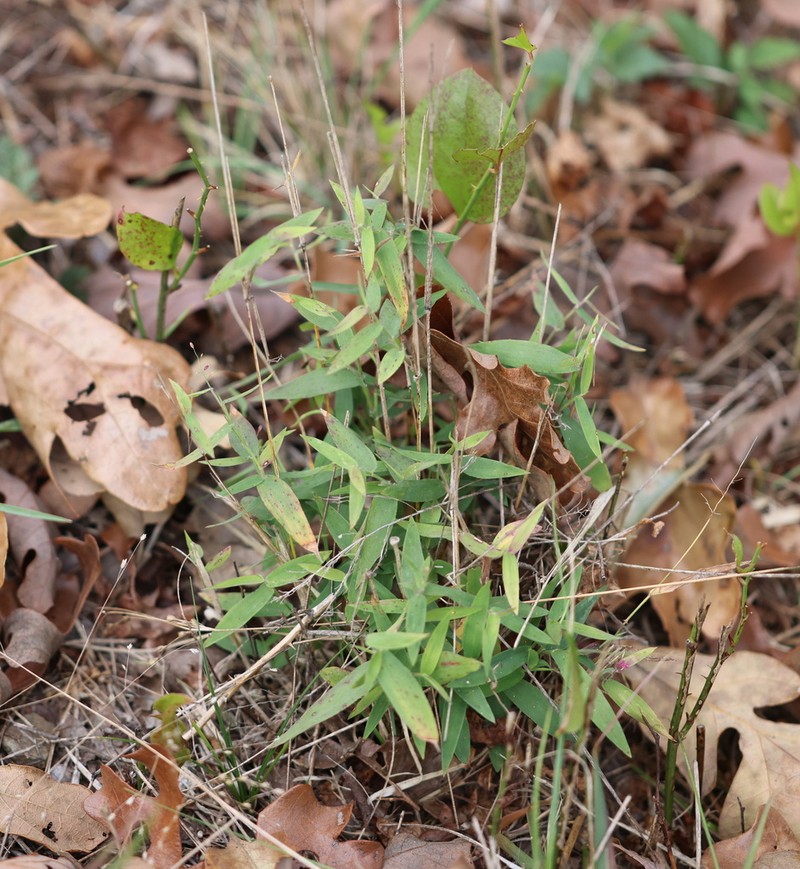 Dichanthelium annulum photo 7