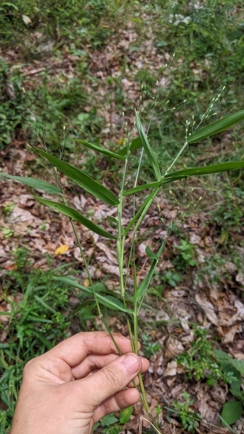 Dichanthelium appalachiense photo 2
