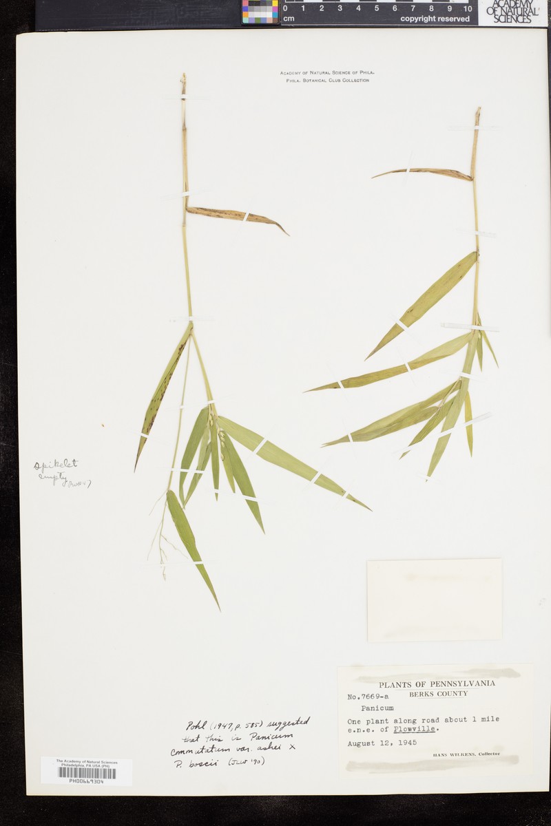 Dichanthelium appalachiense photo 3