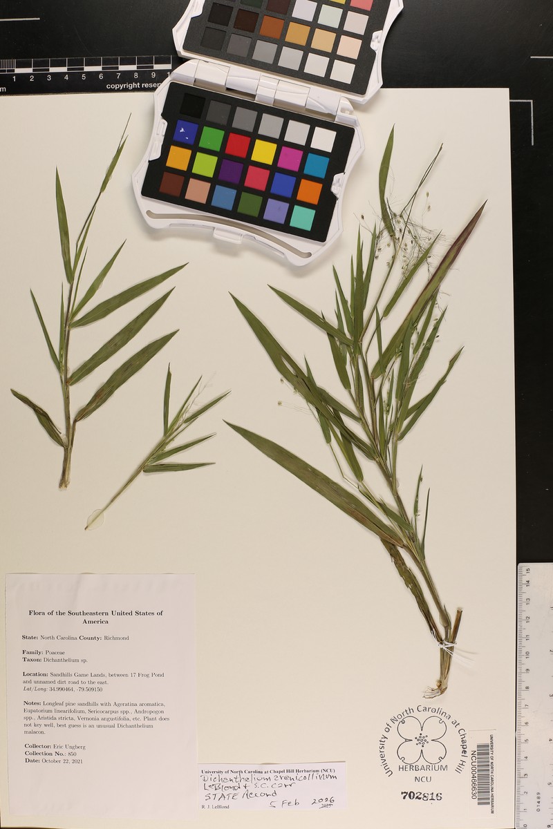 Dichanthelium arenicola