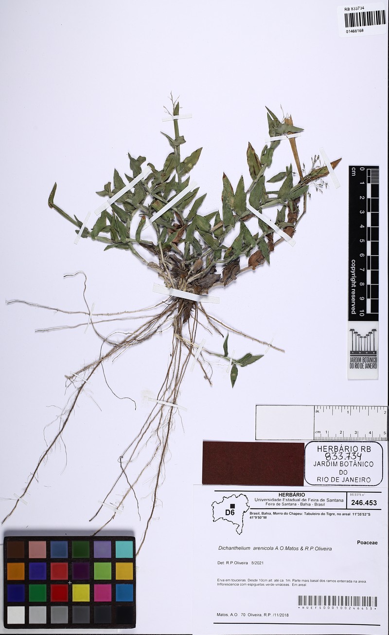 Dichanthelium arenicola photo 2