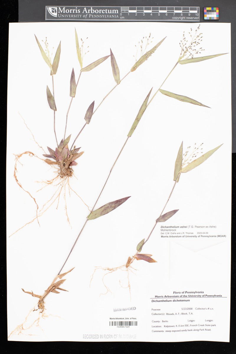Dichanthelium ashei