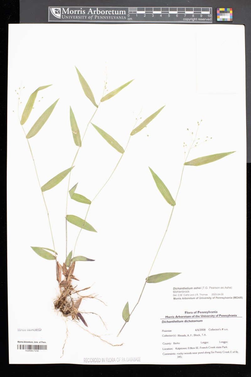 Dichanthelium ashei photo 2