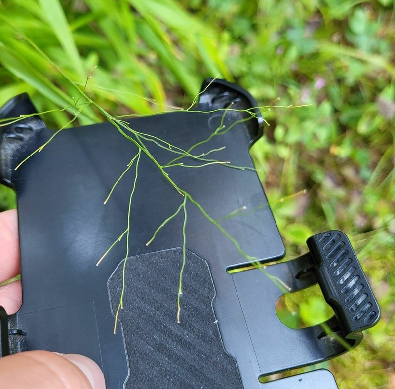 Dichanthelium bicknellii