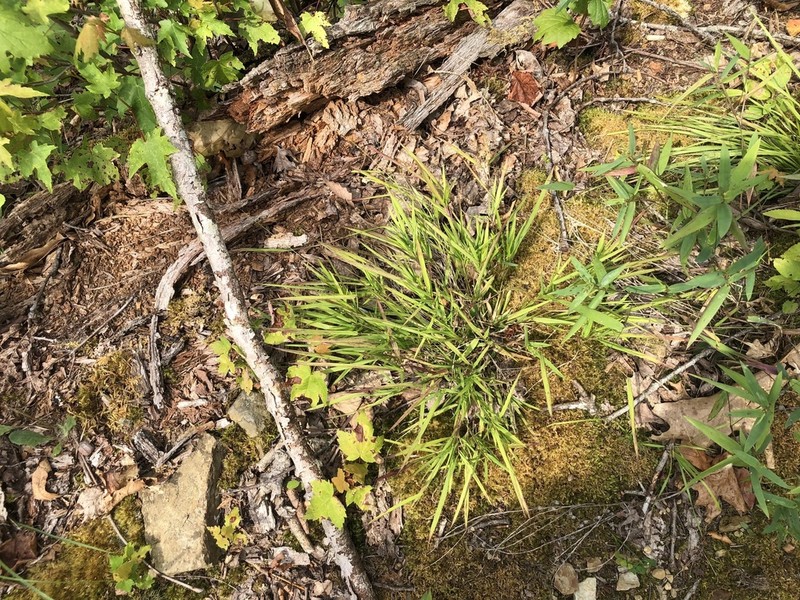 Dichanthelium bicknellii photo 2