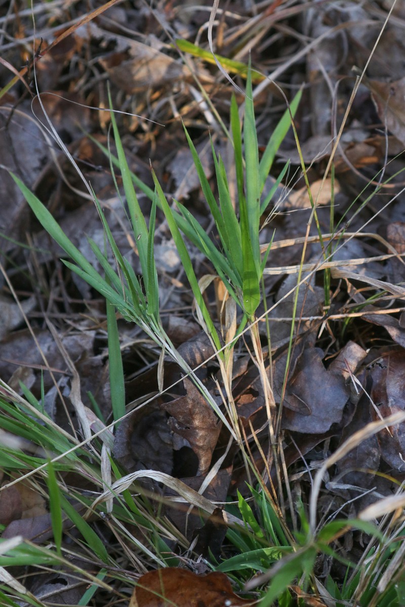 Dichanthelium bicknellii photo 3