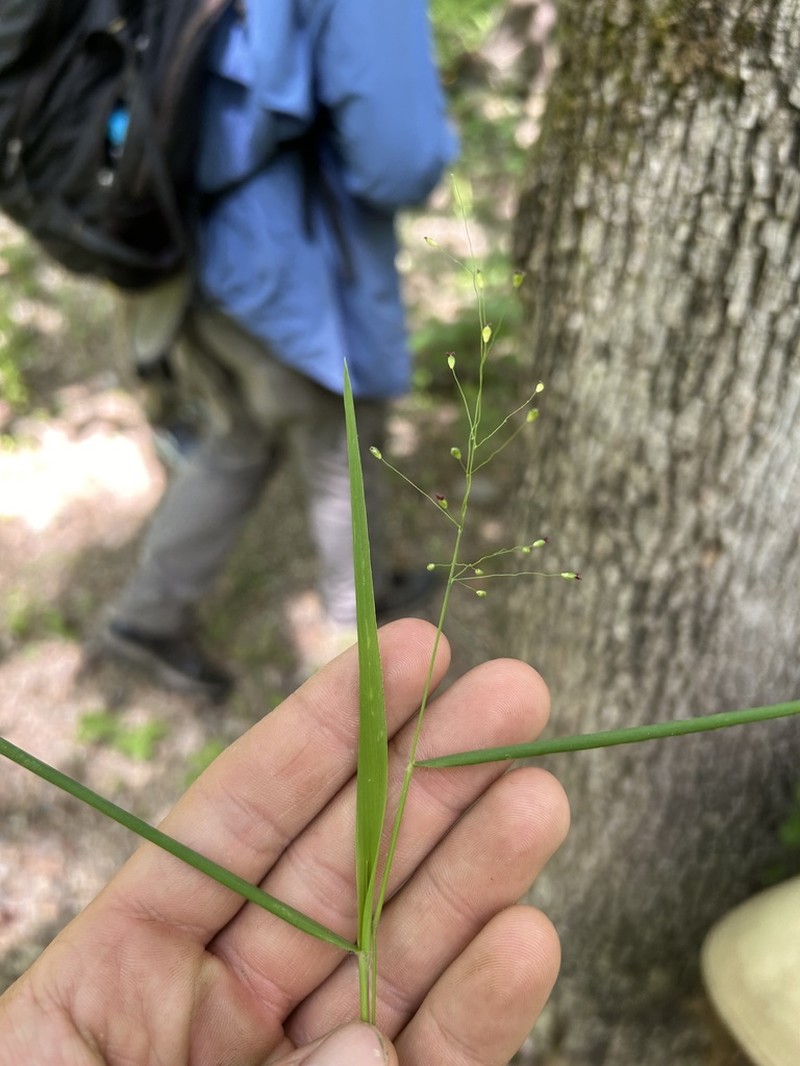 Dichanthelium bicknellii photo 4