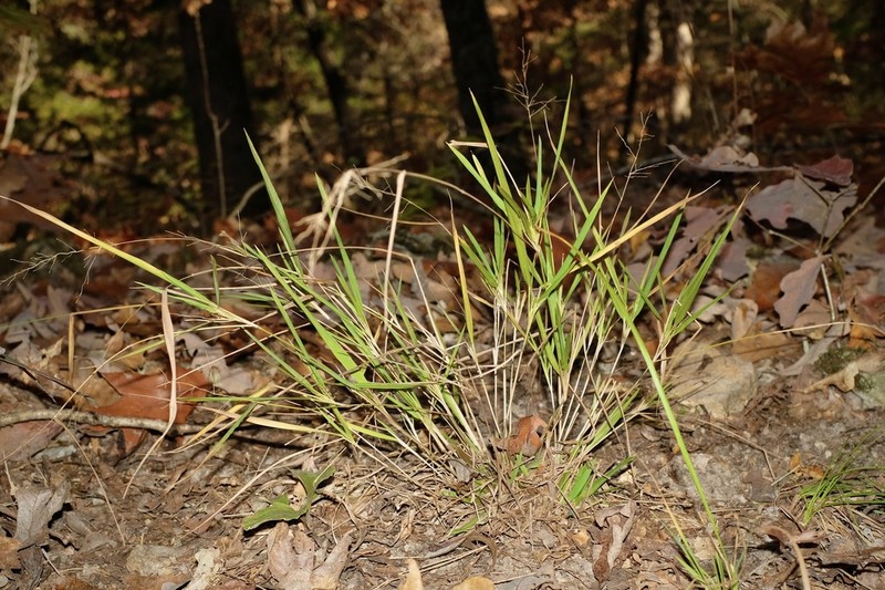 Dichanthelium bicknellii photo 5