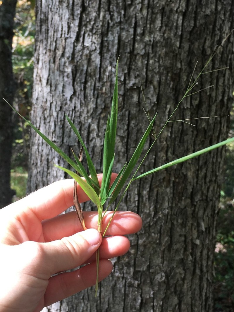Dichanthelium bicknellii photo 6