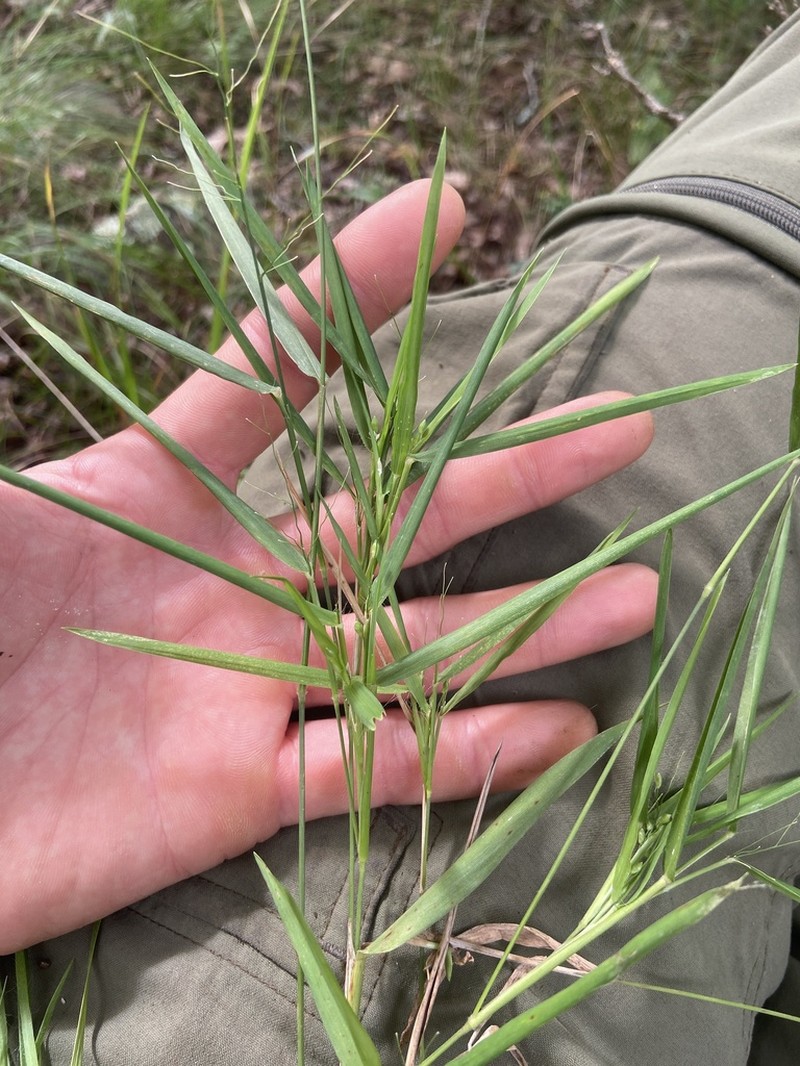 Dichanthelium bicknellii photo 7
