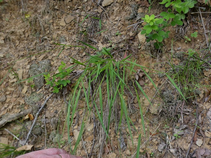 Dichanthelium bicknellii photo 8