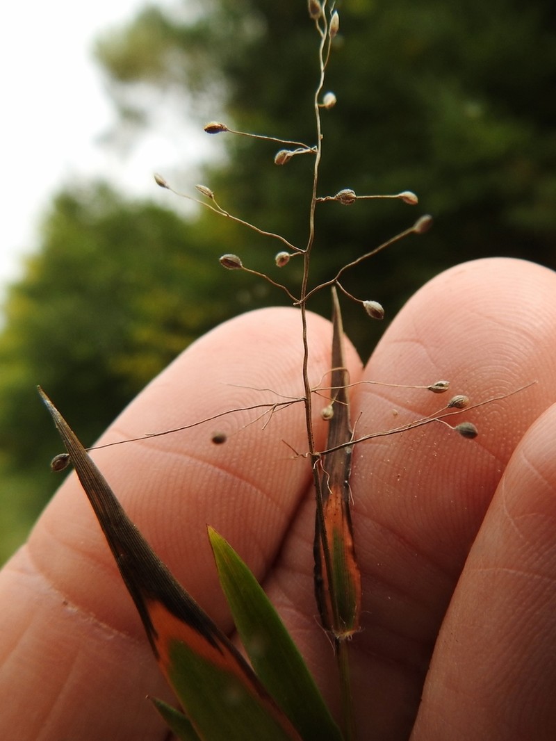 Northern Panicgrass