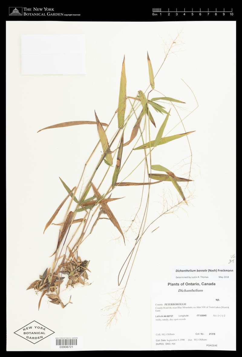 Northern Panicgrass photo 2