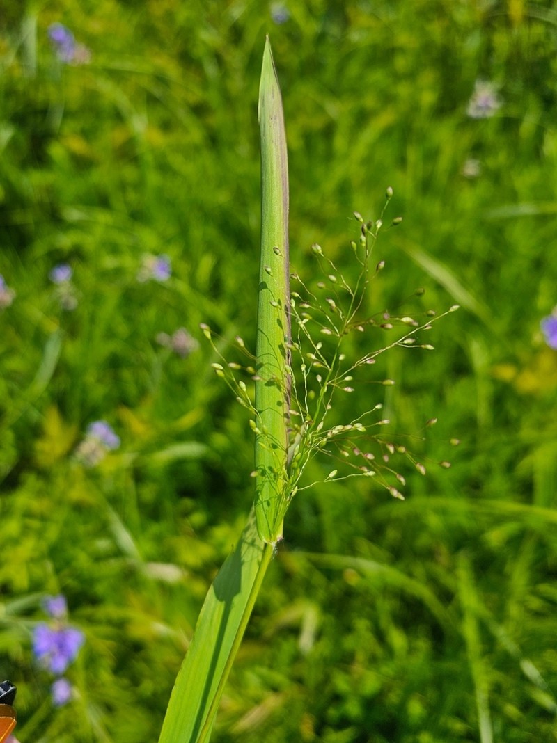 Northern Panicgrass photo 3