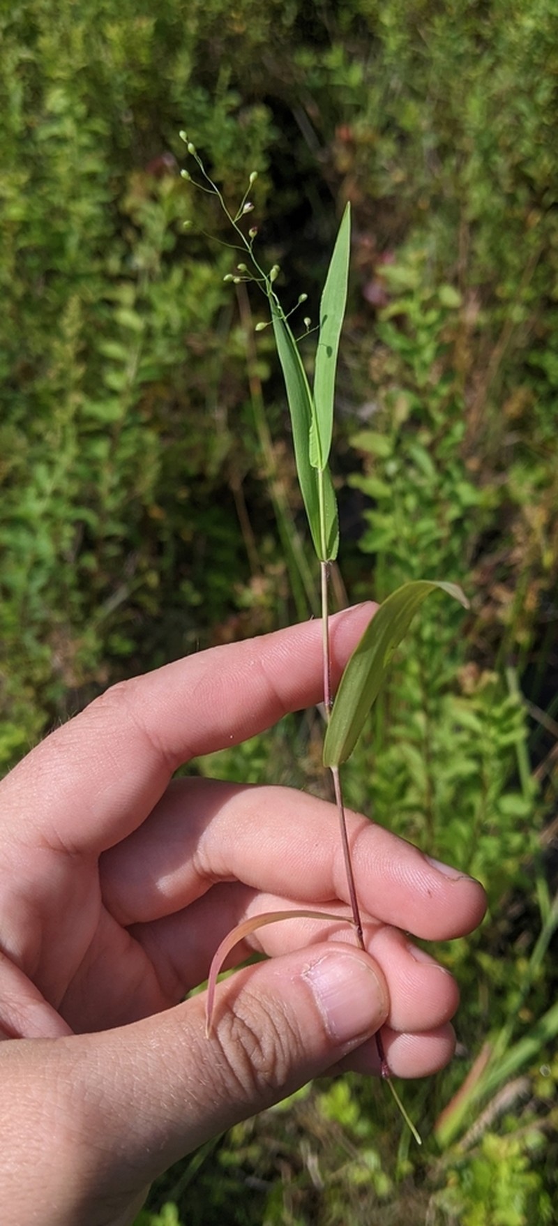 Northern Panicgrass photo 4