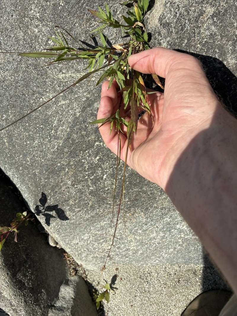 Northern Panicgrass photo 5