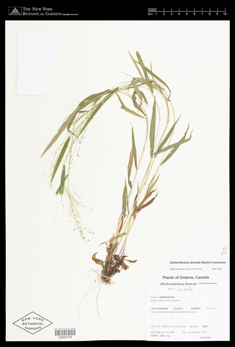 Northern Panicgrass photo 6
