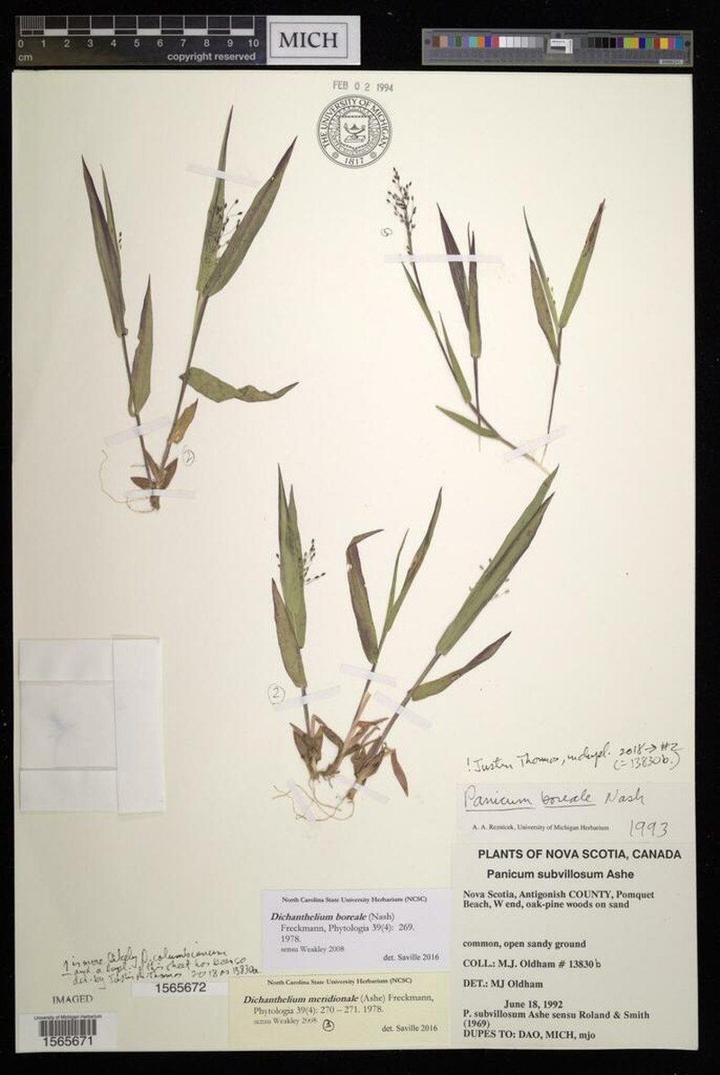 Northern Panicgrass photo 7
