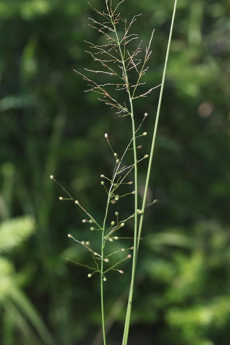 Northern Panicgrass photo 8
