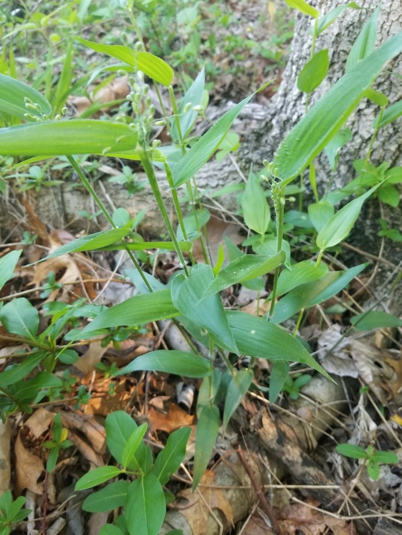 Bosc's Panicgrass