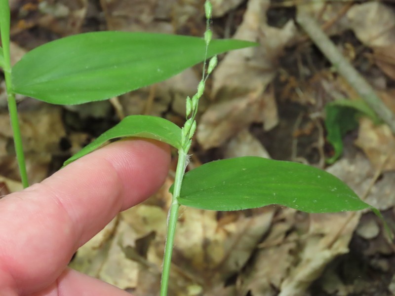 Bosc's Panicgrass photo 2