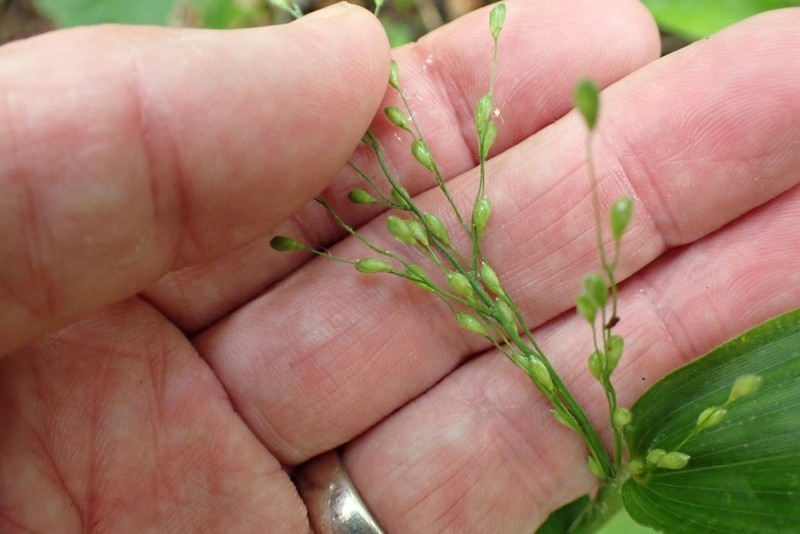 Bosc's Panicgrass photo 3