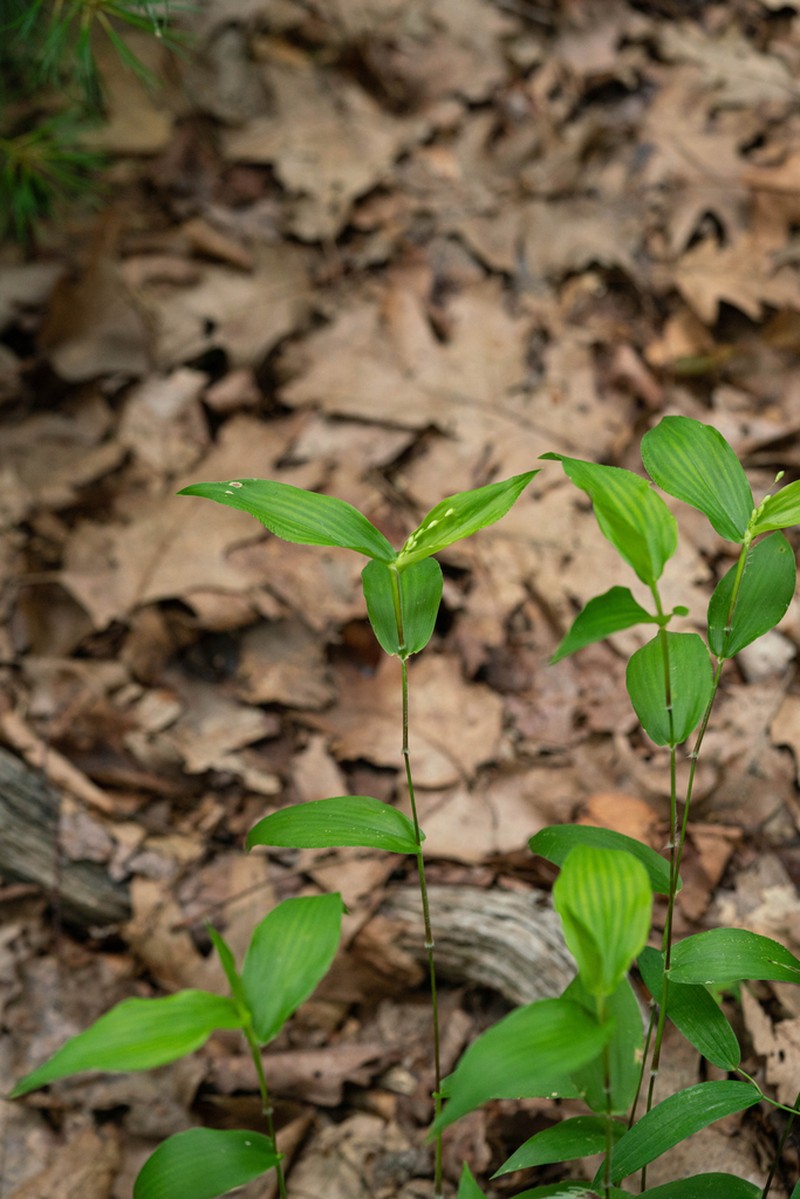Bosc's Panicgrass photo 4