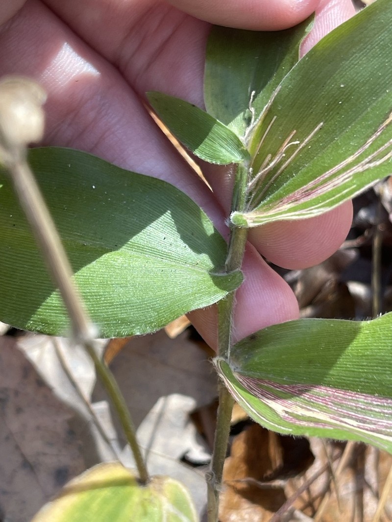 Bosc's Panicgrass photo 5