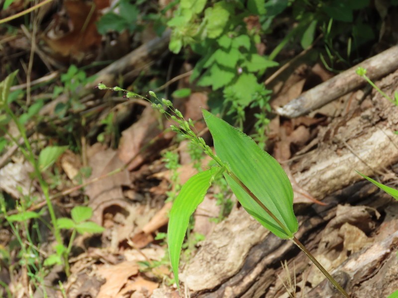 Bosc's Panicgrass photo 6