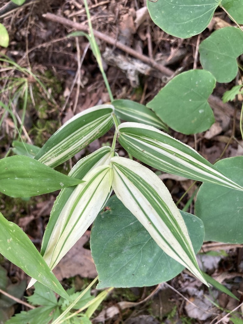 Bosc's Panicgrass photo 7