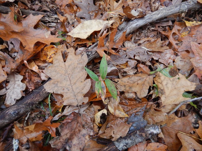 Bosc's Panicgrass photo 8