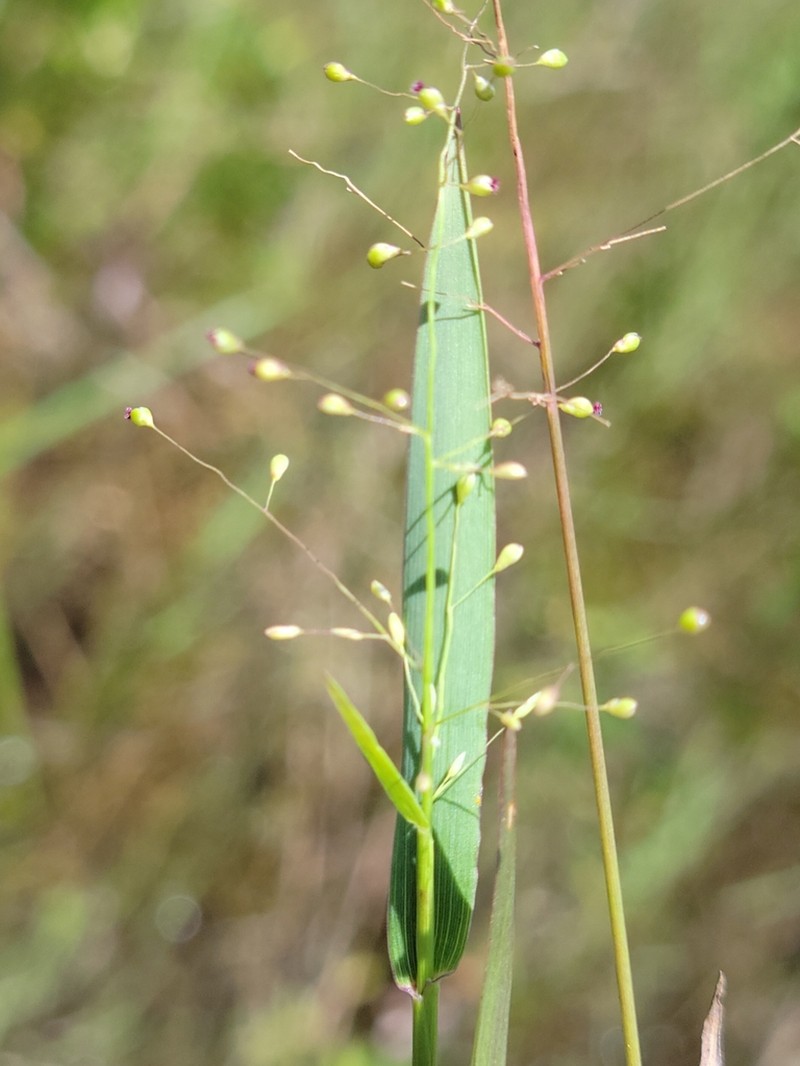 Dichanthelium caerulescens photo 3
