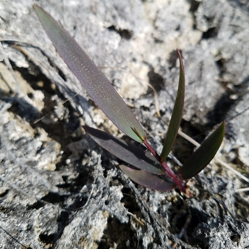 Dichanthelium caerulescens photo 4