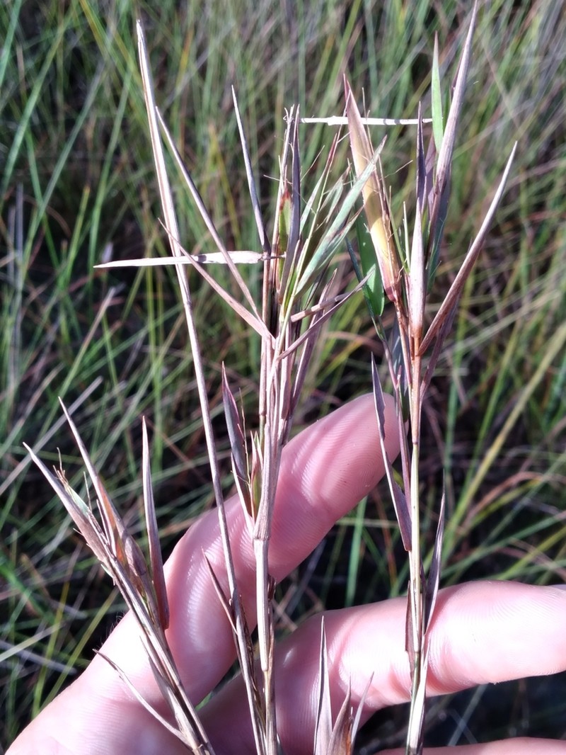 Dichanthelium caerulescens photo 5