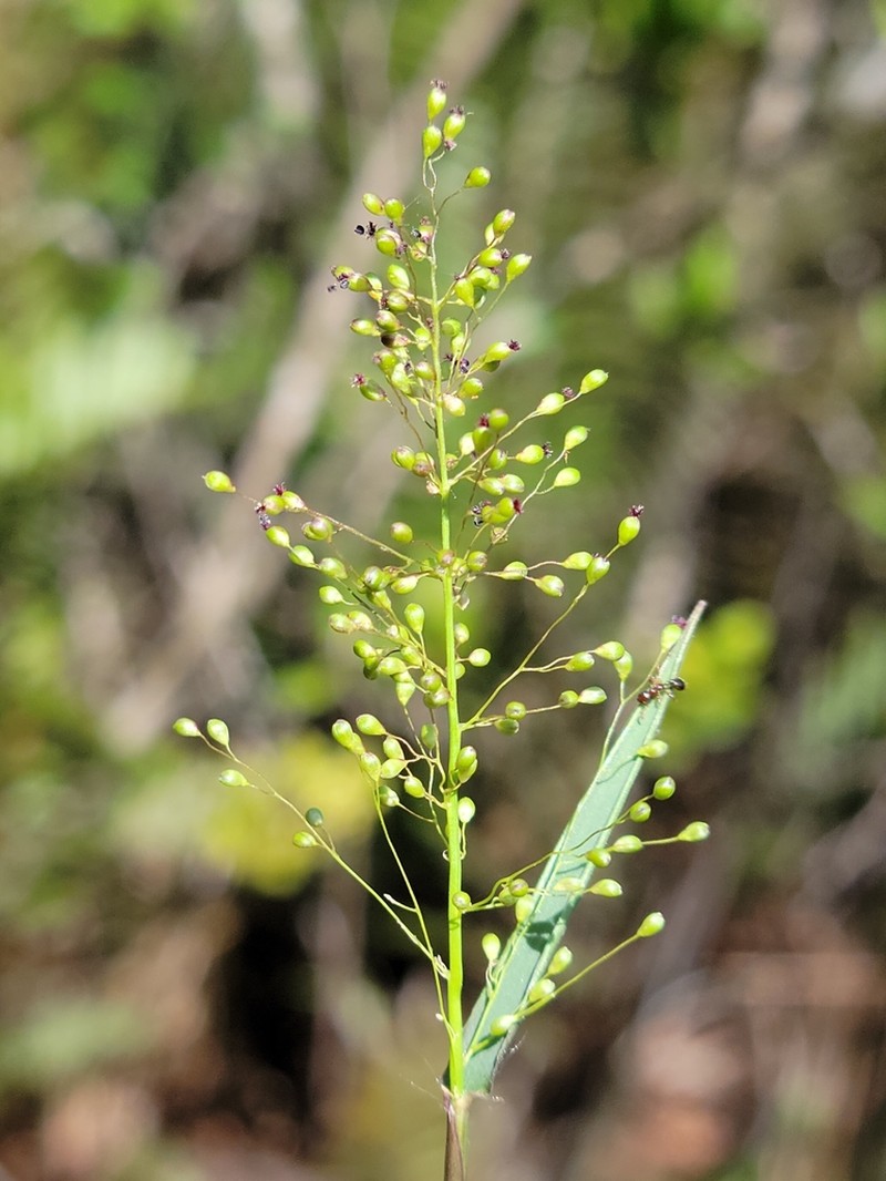 Dichanthelium caerulescens photo 6