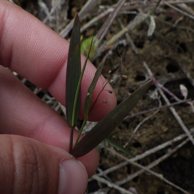 Dichanthelium caerulescens photo 7