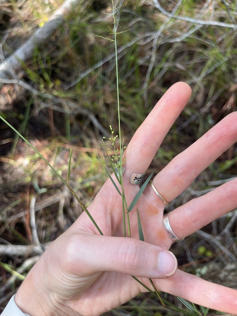 Dichanthelium caerulescens photo 8