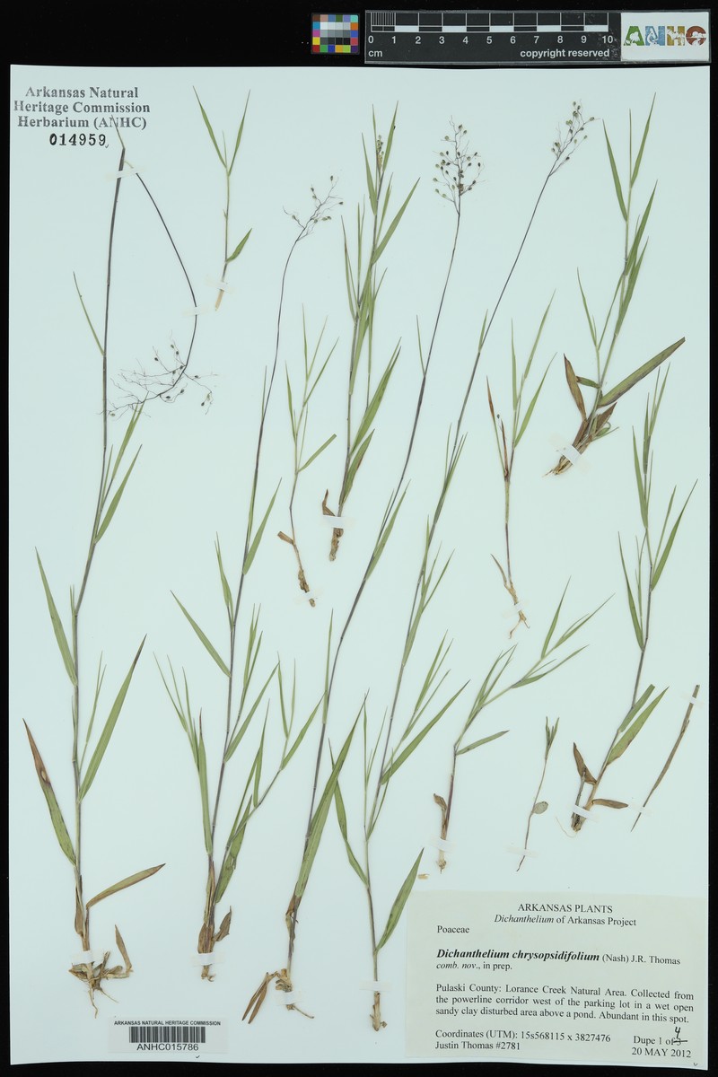 Dichanthelium chrysopsidifolium